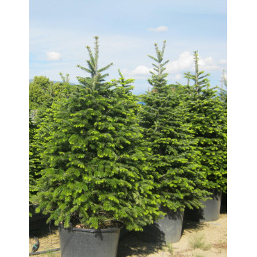 ABIES nordmanniana
