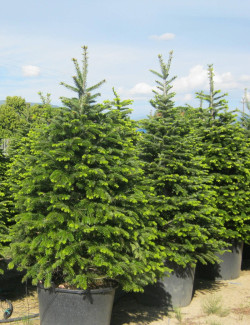 sapin-de-nordmann-sapin-du-caucase-abies-nordmanniana-2.jpg