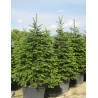 ABIES nordmanniana
