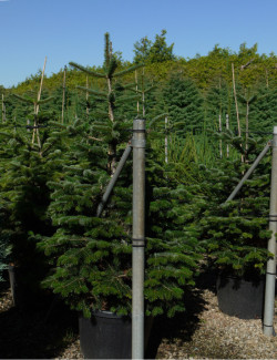 ABIES nordmanniana En pot de 35-50 litres hauteur 150-175 cm