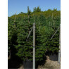ABIES nordmanniana En pot de 35-50 litres hauteur 150-175 cm