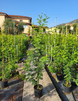 ACACIA dealbata En pot de 10-12 litres baliveau hauteur 150-200 cm