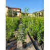 ACACIA dealbata En pot de 10-12 litres baliveau hauteur 150-200 cm