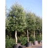 ACACIA dealbata