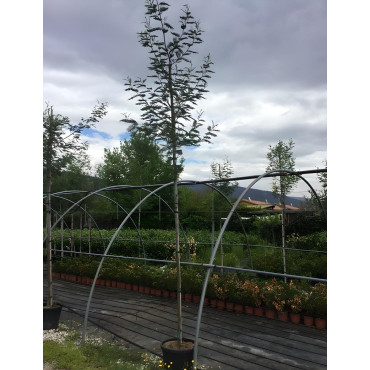 ACACIA dealbata En pot de 25-30 litres tige hauteur du tronc 190-210 cm