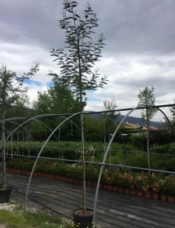 ACACIA dealbata En pot de 25-30 litres tige hauteur du tronc 190-210 cm