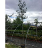 ACACIA dealbata En pot de 25-30 litres tige hauteur du tronc 190-210 cm