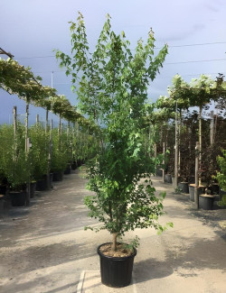 ACER buergerianum En pot de 35-50 litres buisson hauteur 200-250 cm