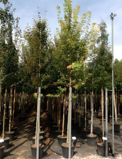 ACER buergerianumEn pot de 50-70 litres tige hauteur du tronc 190-210 cm circonférence du tronc 08-10 cm