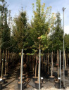 ACER buergerianumEn pot de 50-70 litres tige hauteur du tronc 190-210 cm circonférence du tronc 08-10 cm