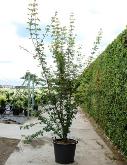 ACER campestre En pot de 90-110 litres buisson hauteur 300-350 cm