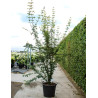 ACER campestre En pot de 90-110 litres buisson hauteur 300-350 cm