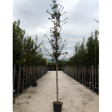 ACER campestre En pot de 30-35 litres tige hauteur du tronc 190-210 cm circonférence du tronc 10-12 cm