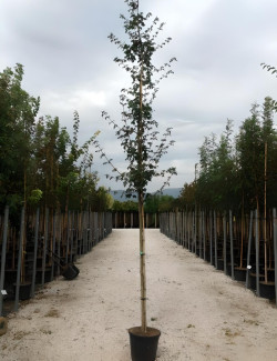 ACER campestre En pot de 30-35 litres tige hauteur du tronc 190-210 cm circonférence du tronc 10-12 cm