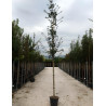 ACER campestre En pot de 30-35 litres tige hauteur du tronc 190-210 cm circonférence du tronc 10-12 cm