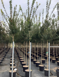 ACER ELSRIJK En pot de 20-25 litres tige hauteur du tronc 190-210 cm circonférence du tronc 06-08 cm