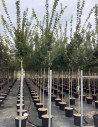 erable-champetre-elsrijk-acer-campestre-elsrijk-5.jpg