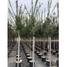 ACER ELSRIJK En pot de 20-25 litres tige hauteur du tronc 190-210 cm circonférence du tronc 06-08 cm