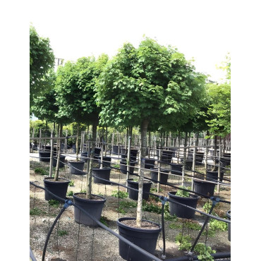 ACER campestre NANUM