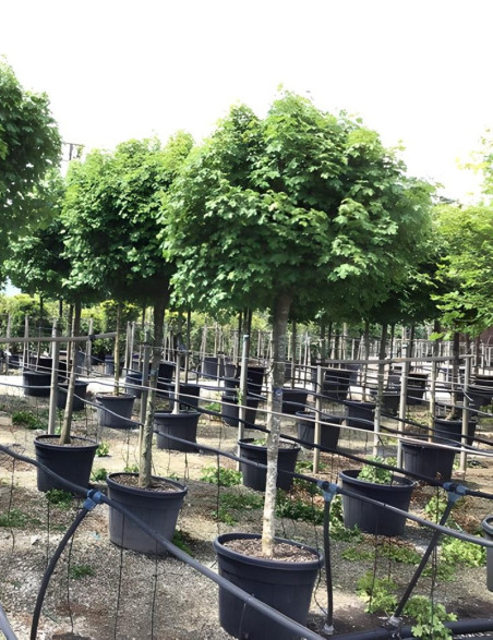 Acer Campestre Nanum rable Champ tre Nain Arbre Compact acer-campestre-nanum-rable-champ-tre-nain-arbre-compact