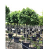 ACER campestre NANUM