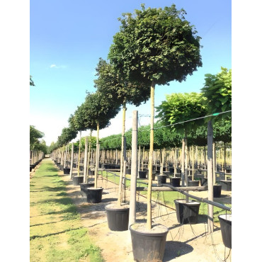 ACER campestre NANUM