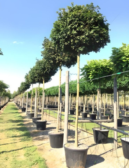 Acer Campestre Nanum rable Champ tre Nain Arbre Compact acer-campestre-nanum-rable-champ-tre-nain-arbre-compact
