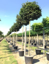 ACER campestre NANUM