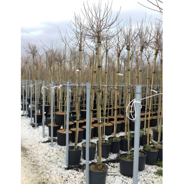 ACER campestre NANUM En pot de 25-30 litres tige hauteur du tronc 190-210 cm circonférence du tronc 08-10 cm