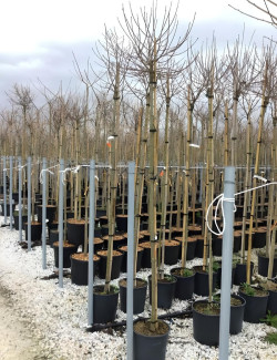 ACER campestre NANUM En pot de 25-30 litres tige hauteur du tronc 190-210 cm circonférence du tronc 08-10 cm