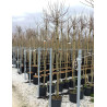 ACER campestre NANUM En pot de 25-30 litres tige hauteur du tronc 190-210 cm circonférence du tronc 08-10 cm
