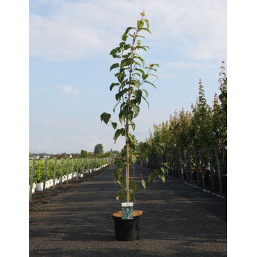 En pot de 15-20 litres baliveau hauteur 150-200 cm