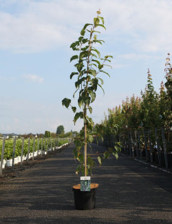 En pot de 15-20 litres baliveau hauteur 150-200 cm