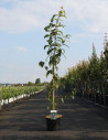 erable-de-david-viper-acer-davidii-viper-4.jpg
