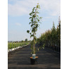 En pot de 15-20 litres baliveau hauteur 150-200 cm
