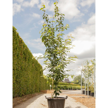 ACER davidii VIPER En pot de 50-70 litres buisson hauteur 200-250 cm