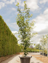 erable-de-david-viper-acer-davidii-viper-5.jpg