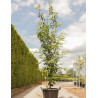 ACER davidii VIPER En pot de 50-70 litres buisson hauteur 200-250 cm
