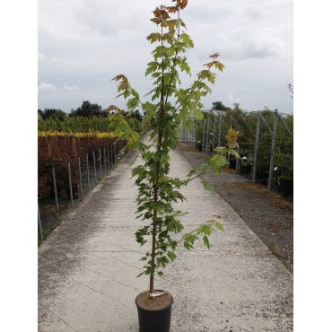 ACER freemanii AUTUMN BLAZE En pot de 12-15 litres baliveau hauteur 150-175 cm