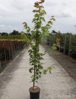 ACER freemanii AUTUMN BLAZE En pot de 12-15 litres baliveau hauteur 150-175 cm