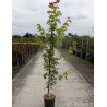 ACER freemanii AUTUMN BLAZE En pot de 12-15 litres baliveau hauteur 150-175 cm