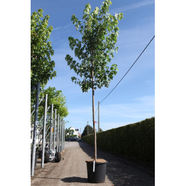 ACER freemanii AUTUMN BLAZE En pot de 30-35 litres tige hauteur du tronc 190-210 cm circonférence du tronc 10-12 cm