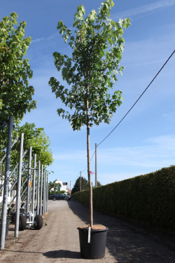 ACER freemanii AUTUMN BLAZE En pot de 30-35 litres tige hauteur du tronc 190-210 cm circonférence du tronc 10-12 cm