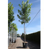 ACER freemanii AUTUMN BLAZE En pot de 30-35 litres tige hauteur du tronc 190-210 cm circonférence du tronc 10-12 cm