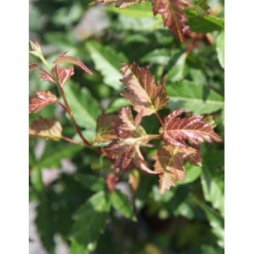 ACER ginnala BAILEY COMPACT