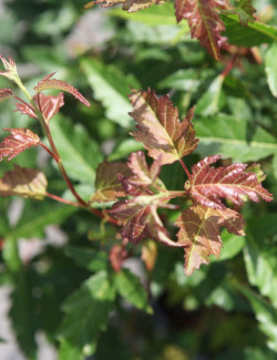 ACER ginnala BAILEY COMPACT