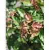 ACER ginnala BAILEY COMPACT