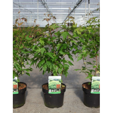 ACER ginnala BAILEY COMPACT En pot de 3-4 litres buisson hauteur 040-060 cm