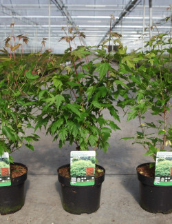 ACER ginnala BAILEY COMPACT En pot de 3-4 litres buisson hauteur 040-060 cm