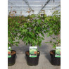 ACER ginnala BAILEY COMPACT En pot de 3-4 litres buisson hauteur 040-060 cm